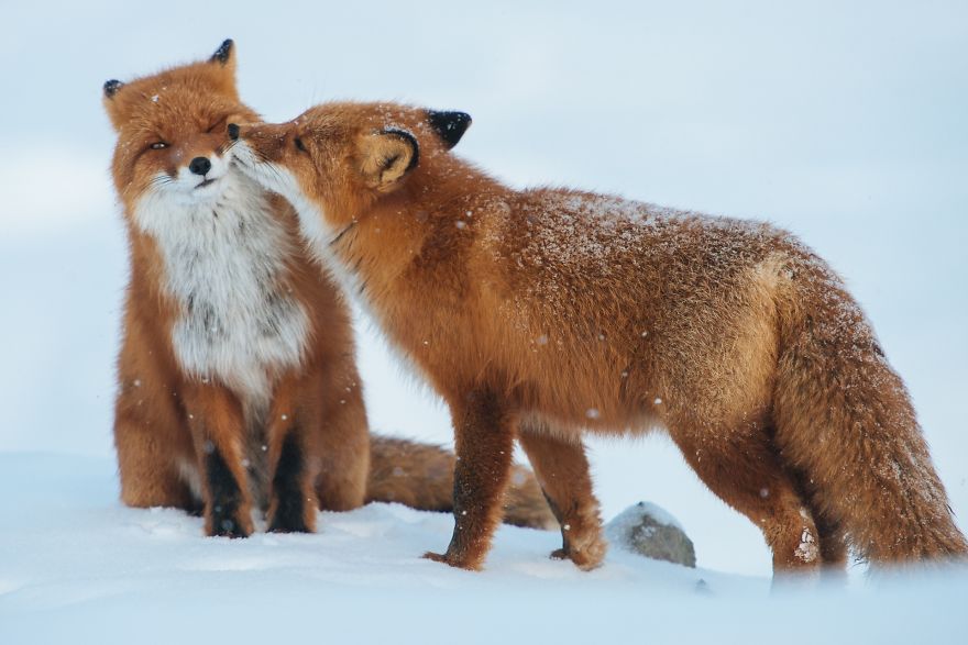 cute-animals-kissing-valentines-day-11__880