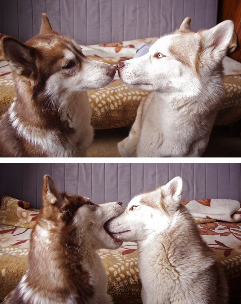cute-animals-kissing-valentines-day-29__880