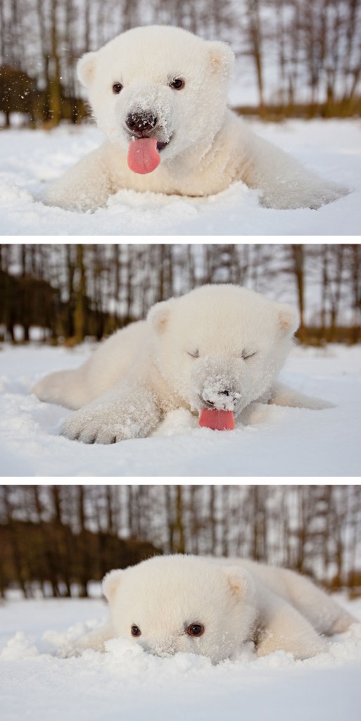 cute-baby-polar-bear-day-photography-22__880