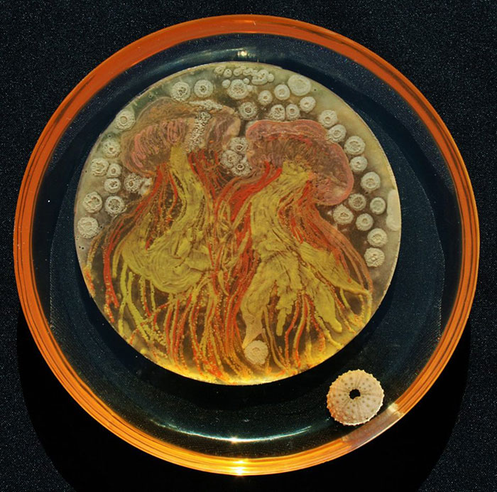 microbe-art-petri-dish-agar-contest-van-gogh-starry-night-american-society-microbiologists-38