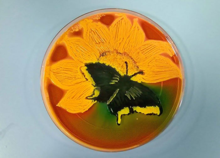 microbe-art-petri-dish-agar-contest-van-gogh-starry-night-american-society-microbiologists-40